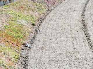 日本の田舎の風景　2月　早春の田んぼとハクセキレイ