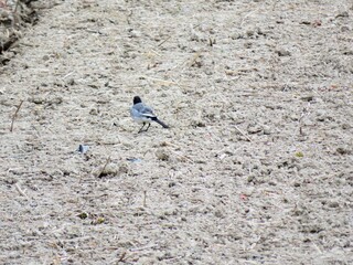 日本の田舎の風景　2月　早春の田んぼとハクセキレイ