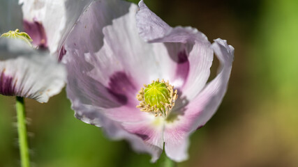 Opium Poppy, Papaver somniferum
