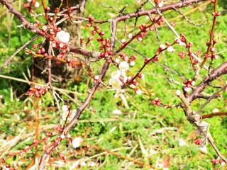 日本の田舎の風景　2月　花　白梅