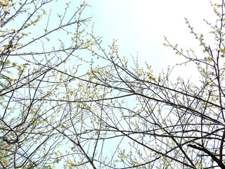 日本の田舎の風景　2月　花　梅の花と山の木々と青空