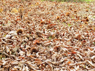 日本の田舎の風景　2月　早春の栗畑