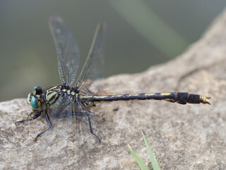 Dragonfly - Unicorn Clubtail on a Stone
