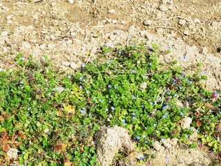 日本の田舎の風景　2月　野の花　オオイヌノフグリ　早春