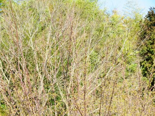日本の田舎の風景　2月　花　山茱萸の蕾
