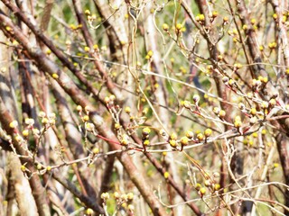 日本の田舎の風景　2月　花　山茱萸の蕾