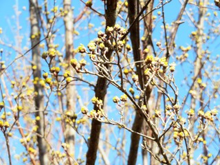 日本の田舎の風景　2月　花　山茱萸の蕾