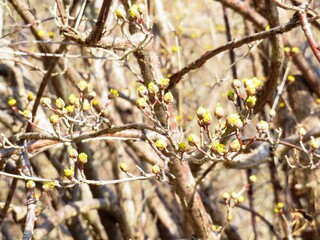 日本の田舎の風景　2月　花　山茱萸の蕾