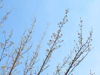日本の田舎の風景　2月　花　山茱萸の蕾
