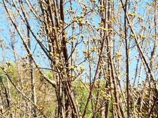 日本の田舎の風景　2月　花　山茱萸の蕾