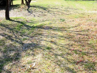 日本の田舎の風景　2月　梅の木の木陰