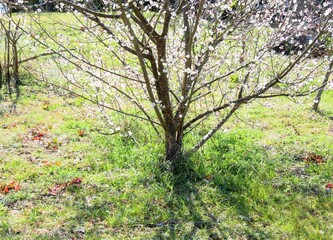 日本の田舎の風景　2月　花　梅の花