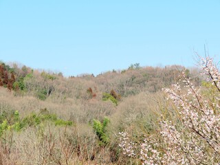 日本の田舎の風景　2月　花　梅の花と山の木々と青空