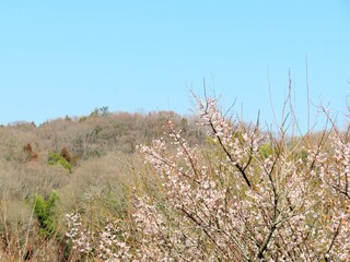 日本の田舎の風景　2月　花　梅の花と山の木々と青空
