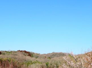 日本の田舎の風景　2月　花　梅の花と山の木々と青空