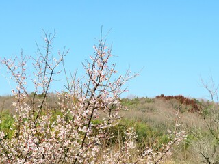 日本の田舎の風景　2月　花　梅の花と山の木々と青空