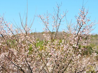日本の田舎の風景　2月　花　梅の花と山の木々と青空
