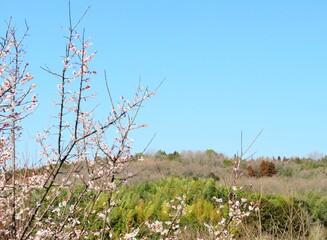 日本の田舎の風景　2月　花　梅の花と山の木々と青空
