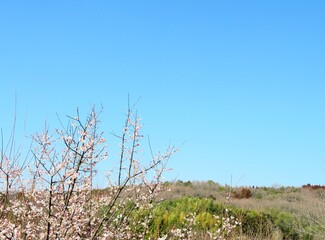 日本の田舎の風景　2月　花　梅の花と山の木々と青空