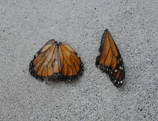 Fototapeta na wymiar Monarch butterfly wings on pavement.