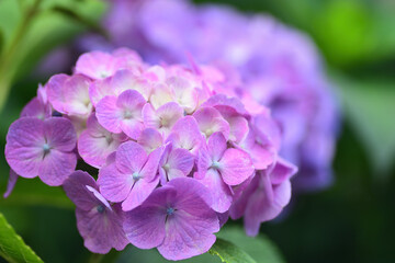 紫陽花