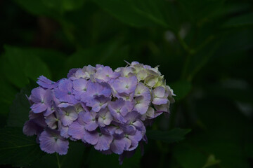 紫陽花