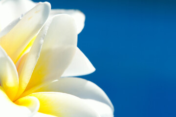 Fototapeta na wymiar White Plumeria Flower