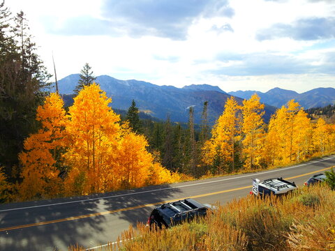 Fiery Aspens in the Fall at Guardsman Pass, Big Cottonwood Canyon, Utah