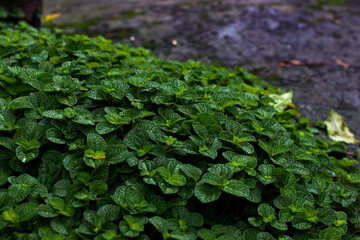 green plant in the garden