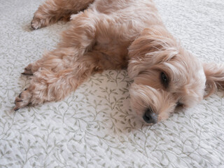 リビングですやすやと眠るアプリコットの小型犬【マルプー】