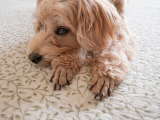 リビングでくつろぐアプリコットの小型犬【マルプー】