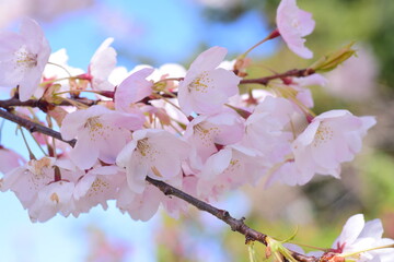 Fototapeta na wymiar pink cherry blossom trees closeup spring flowers