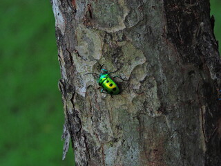 shiny green bug black spots on tree trunk