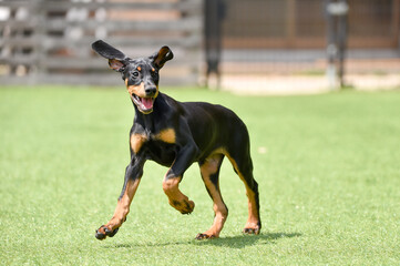 ドッグランで遊ぶドーベルマンのパピー
