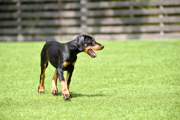 ドッグランで遊ぶドーベルマンのパピー