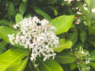 white lilac flowers