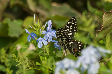 Common lime butterfly