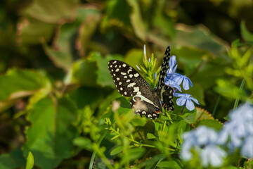 Common lime butterfly