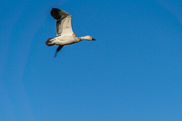 Fototapeta premium white snow goose flies in the blue sky.