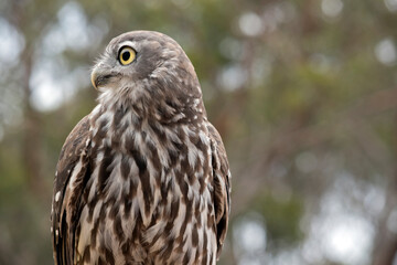 this is a close up of a barking owl