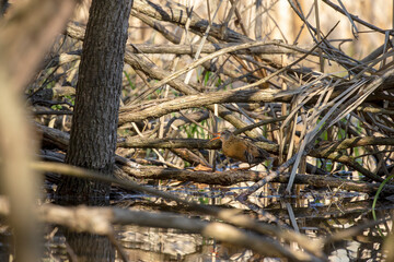  Virginia rail. Wading bird looking for food in the shallow overgrown waters of swamps and reeds
