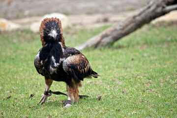 this is a close up of a black breasted buzzard