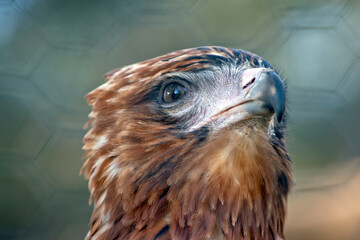 the black kite is a raptor