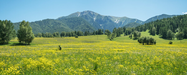 Panoramic view of a flowering mountain meadow. Sunny summer day.
