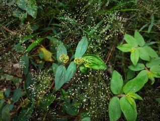 Colorful Siam Tulip and tropical fern and  plants gardening Chiangmai Thailand.
