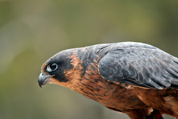 this is a side view of a hobby falcon