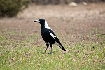 this is a side view of a magpie