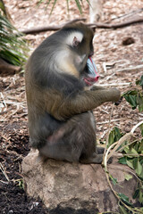 the mandrill is sitting on a rock eating a leaf
