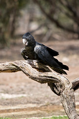 this is a female red tailed black cockatoo