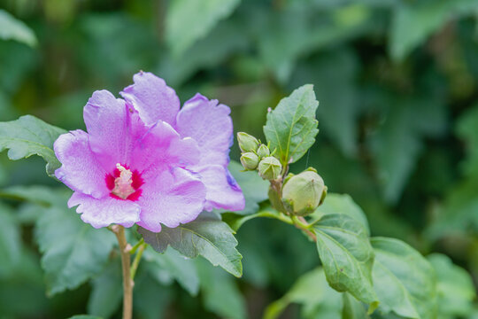 Beautiful Rose of Sharon flower